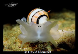 Black Eyes shrimp... amplustrum amplustre by David Pleuvret 